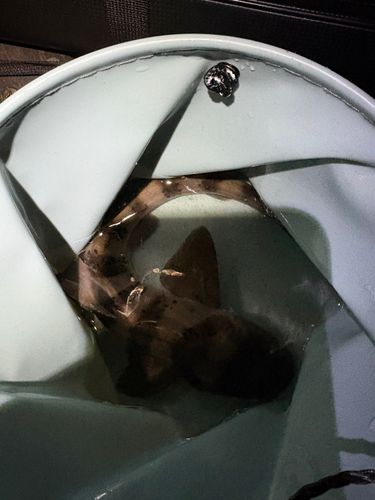 ドチザメの釣果