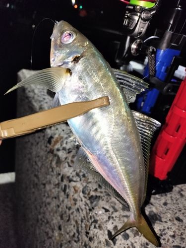 クロメバルの釣果