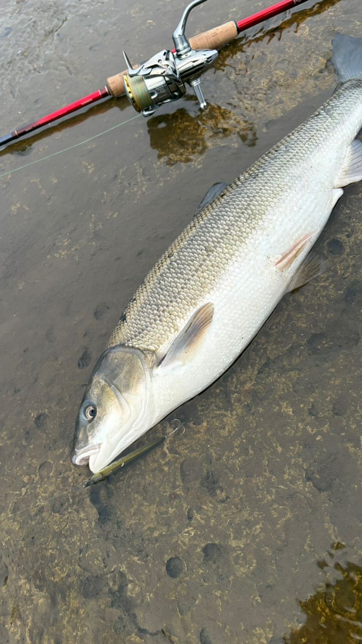 シマノ(SHIMANO) 18ワールドシャウラ 2831R-2 (SiCガイド仕様 シマノ(SHIMANO) 18ワールドシャウラ 2831R-2 (SiCガイド仕様