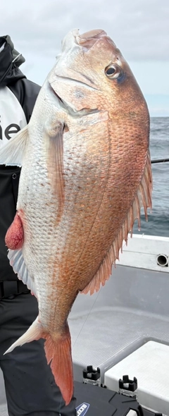 タイの釣果