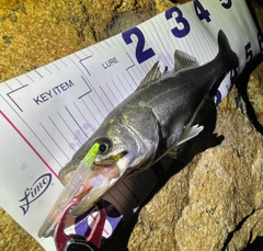 フッコ（マルスズキ）の釣果