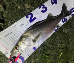 フッコ（マルスズキ）の釣果