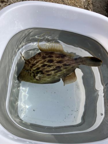 カワハギの釣果