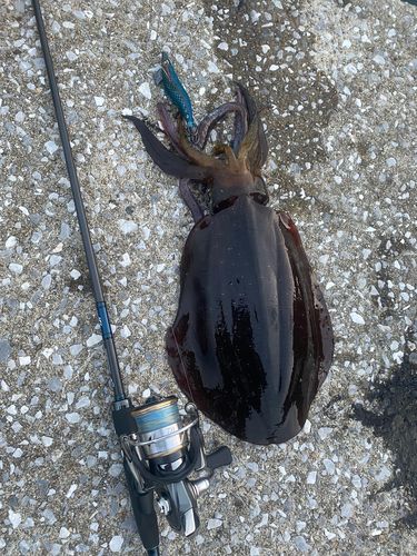 アオリイカの釣果