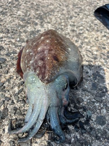コウイカの釣果
