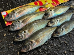 アジの釣果