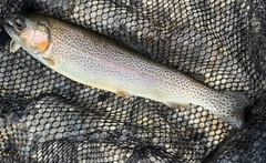 ニジマスの釣果