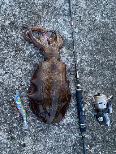 アオリイカの釣果