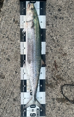 サワラの釣果