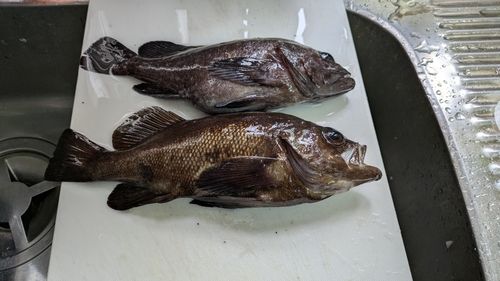 エゾメバルの釣果