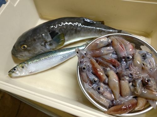 ホタルイカの釣果