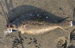 ヒラメの釣果