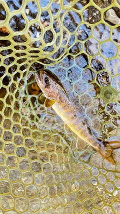 ヤマトイワナの釣果