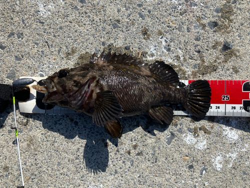 オウゴンムラソイの釣果