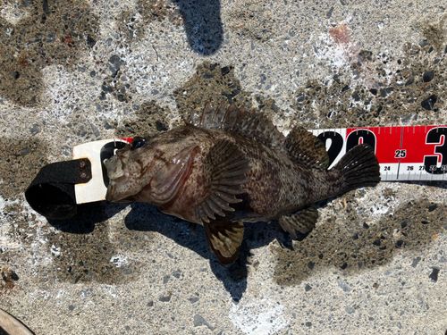 ムラソイの釣果