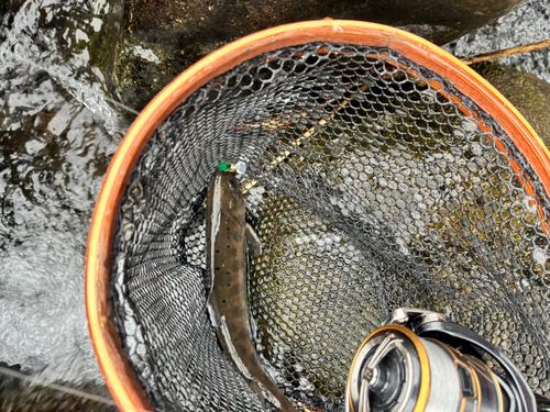 ヤマメの釣果