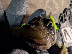 ムラソイの釣果