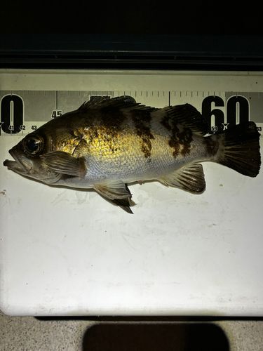メバルの釣果