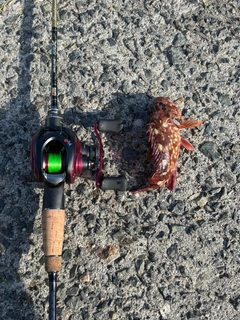ガシラの釣果