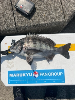 クロダイの釣果