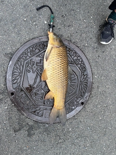 コイの釣果