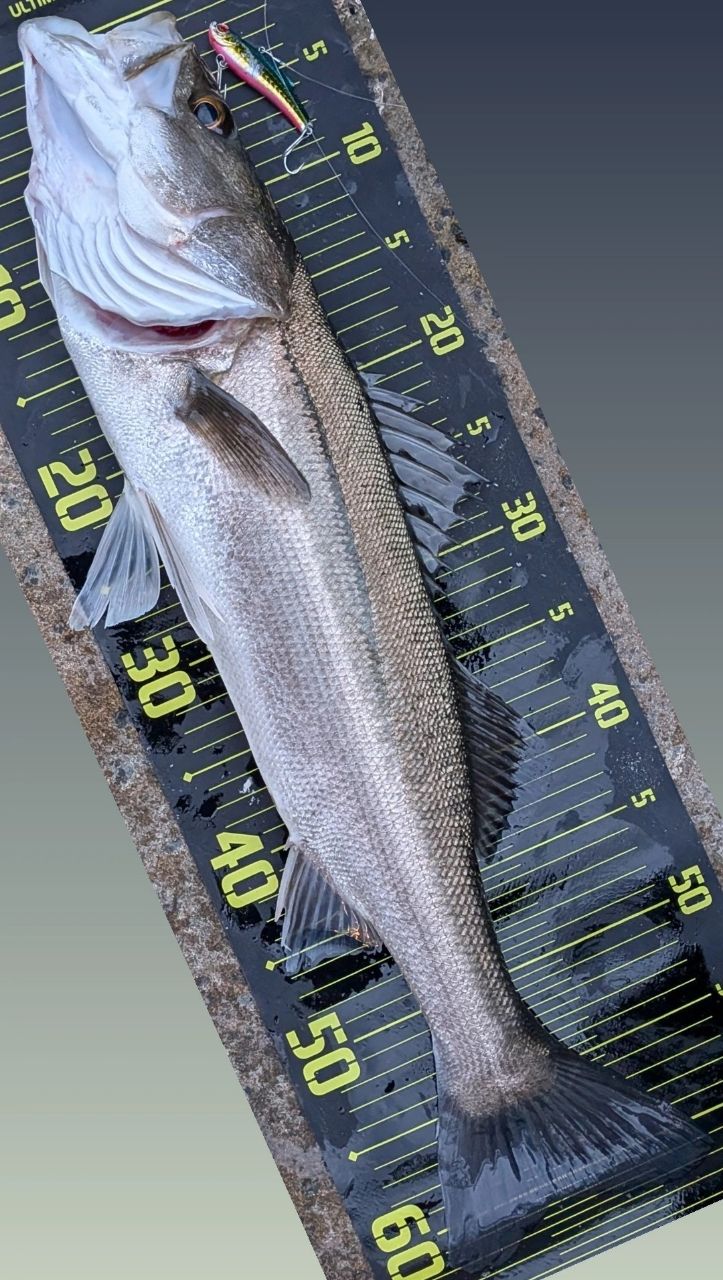 SHIMANO 19スコーピオン 2702R-2の最安値・インプレ・釣果 | 本音の