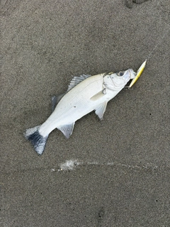 フッコ（ヒラスズキ）の釣果