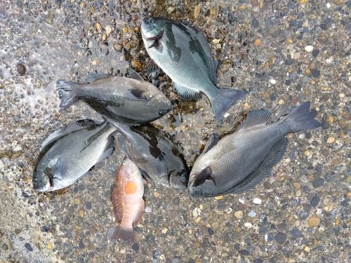 メジナの釣果