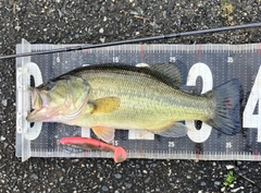 ブラックバスの釣果