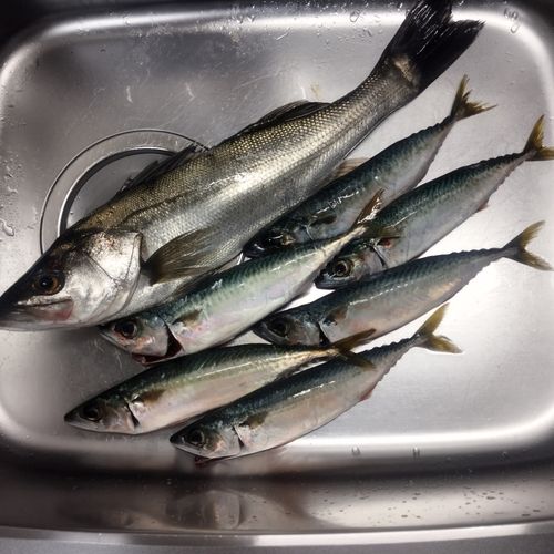 サバの釣果