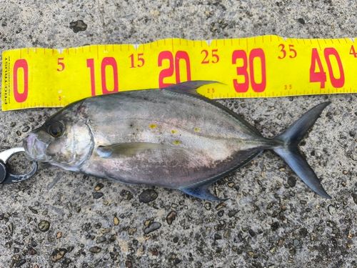 ナンヨウカイワリの釣果