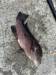 コブダイの釣果