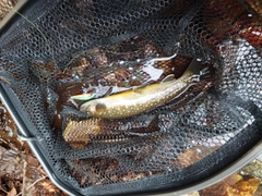 ニッコウイワナの釣果