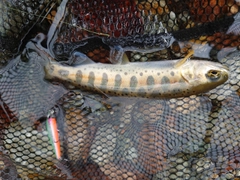 ヤマメの釣果
