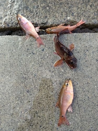 釣果