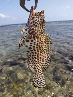 カンモンハタの釣果