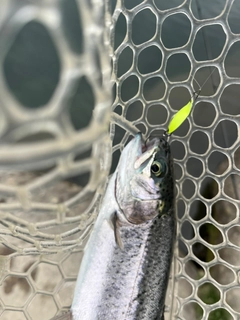 レインボートラウトの釣果