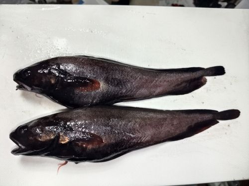 ドンコの釣果