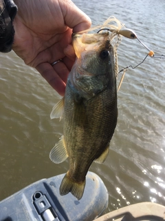 ラージマウスバスの釣果