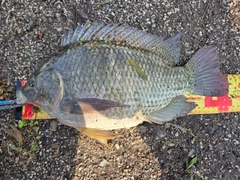 ティラピアの釣果