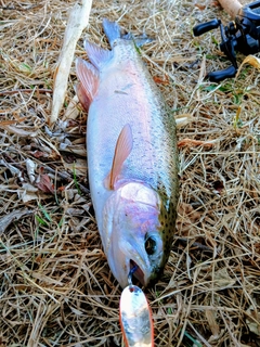 ニジマスの釣果