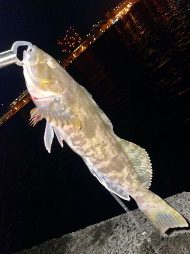 アイナメの釣果