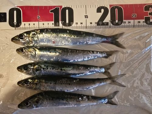 マイワシの釣果