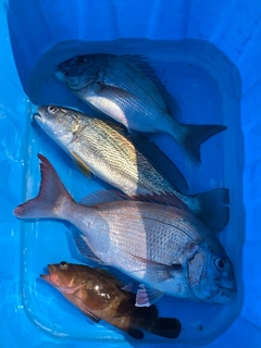 タイの釣果