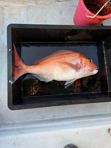 マダイの釣果