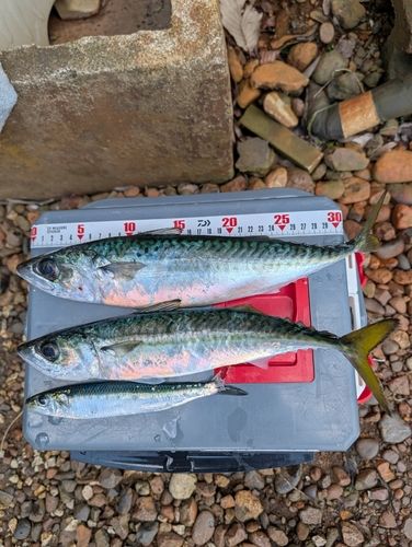 サバの釣果