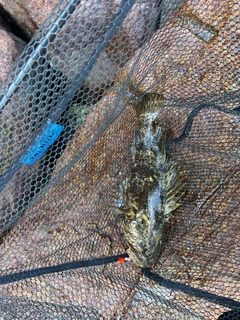 タケノコメバルの釣果