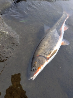 マルタウグイの釣果