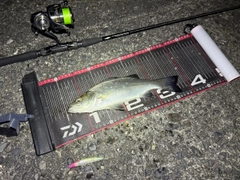 ヒラスズキの釣果