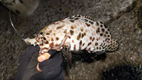 ノミノクチの釣果